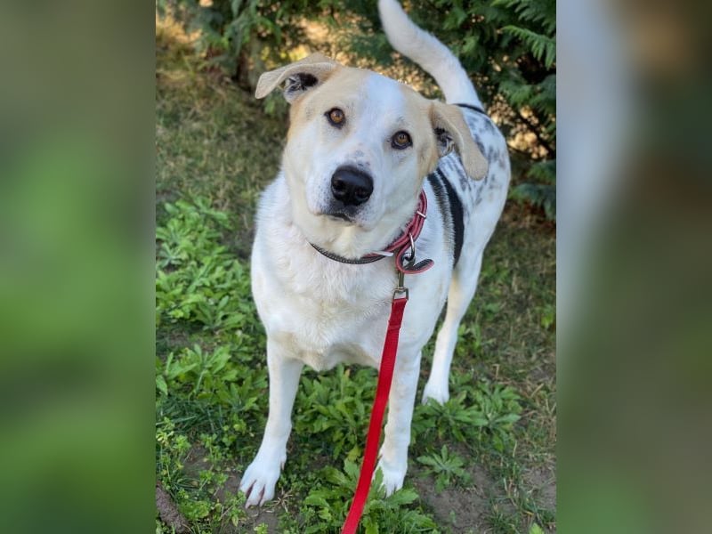 Rango, geb. ca. 01/2020, lebt in GRIECHENLAND, auf einer privaten Pflegestelle