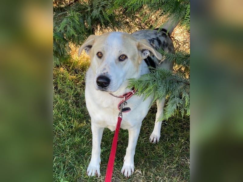 Rango, geb. ca. 01/2020, lebt in GRIECHENLAND, auf einer privaten Pflegestelle