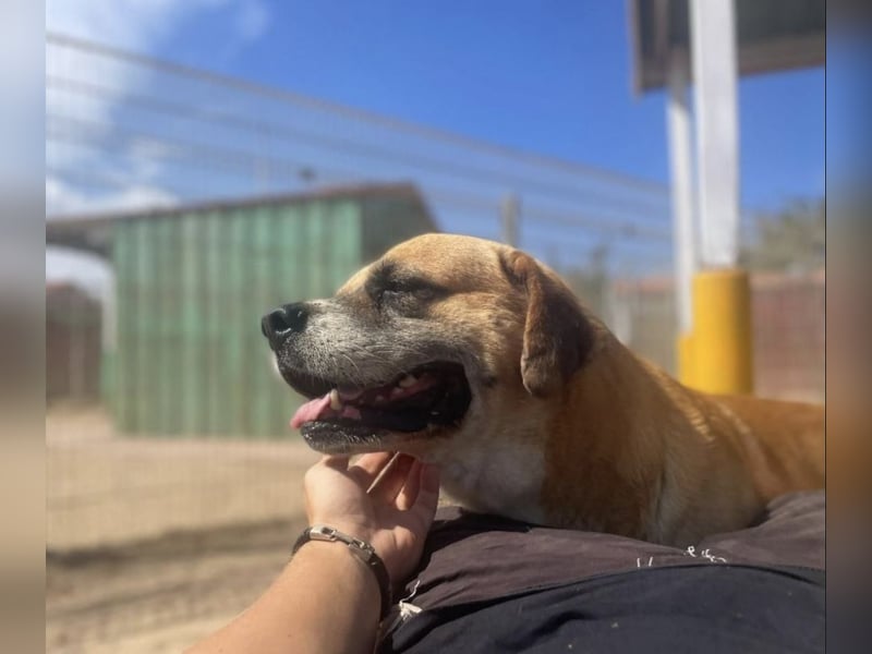 Jungle- wer gibt ihm eine Chance