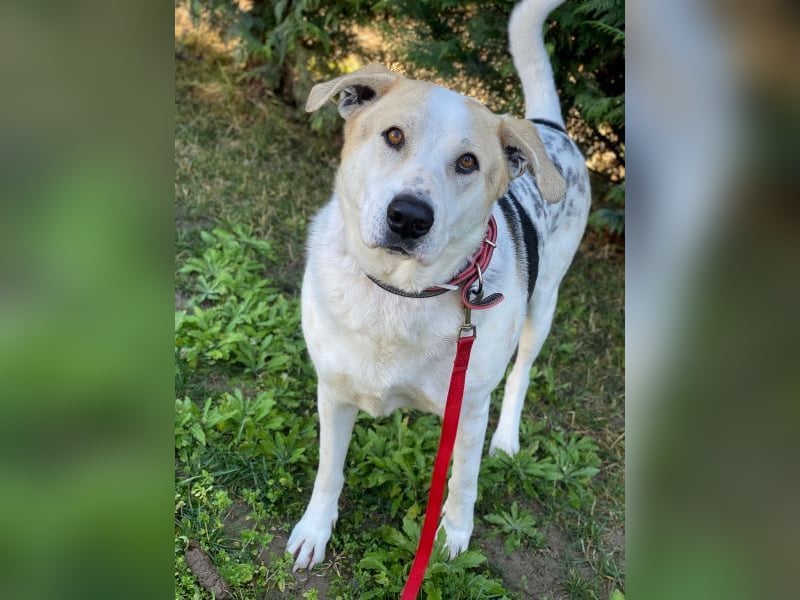 Rango, geb. ca. 01/2020, lebt in GRIECHENLAND, auf einer privaten Pflegestelle