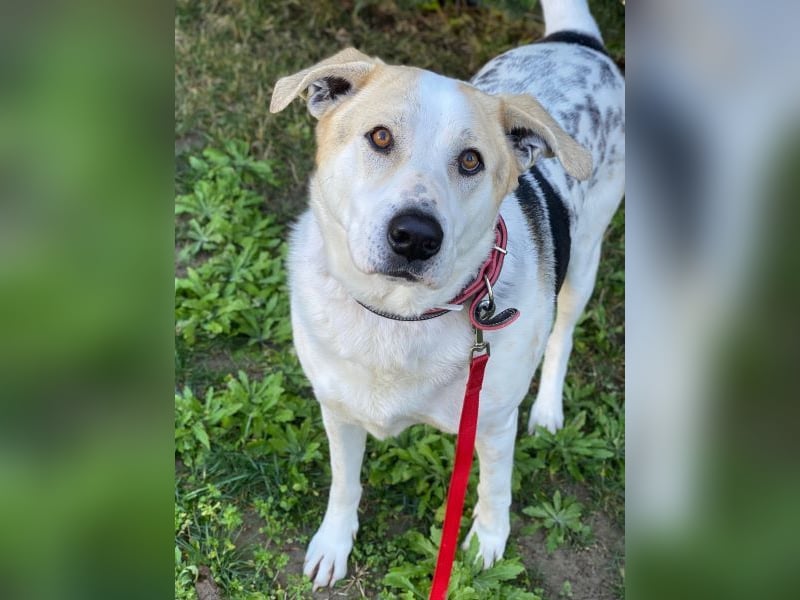 Rango, geb. ca. 01/2020, lebt in GRIECHENLAND, auf einer privaten Pflegestelle