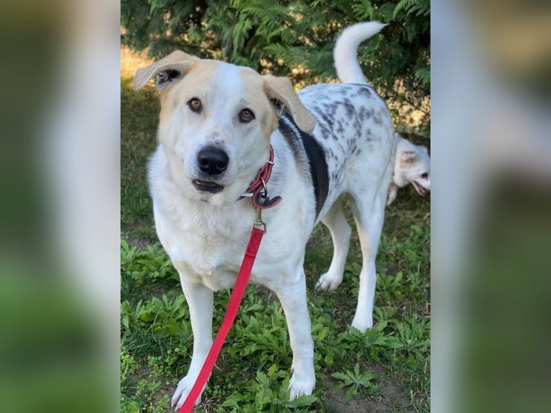 Rango, geb. ca. 01/2020, lebt in GRIECHENLAND, auf einer privaten Pflegestelle