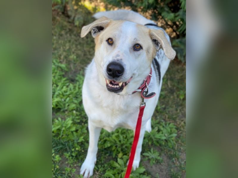 Rango, geb. ca. 01/2020, lebt in GRIECHENLAND, auf einer privaten Pflegestelle