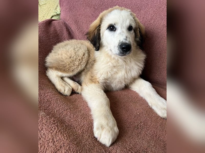 Bakis, geb. ca. 12/2024, lebt in GRIECHENLAND, auf einer privaten Pflegestelle