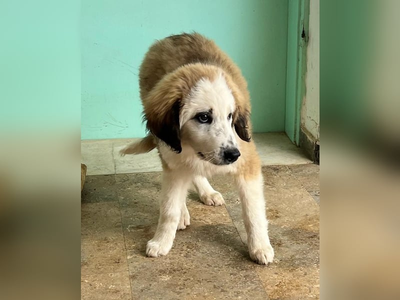 Bakis, geb. ca. 12/2024, lebt in GRIECHENLAND, auf einer privaten Pflegestelle