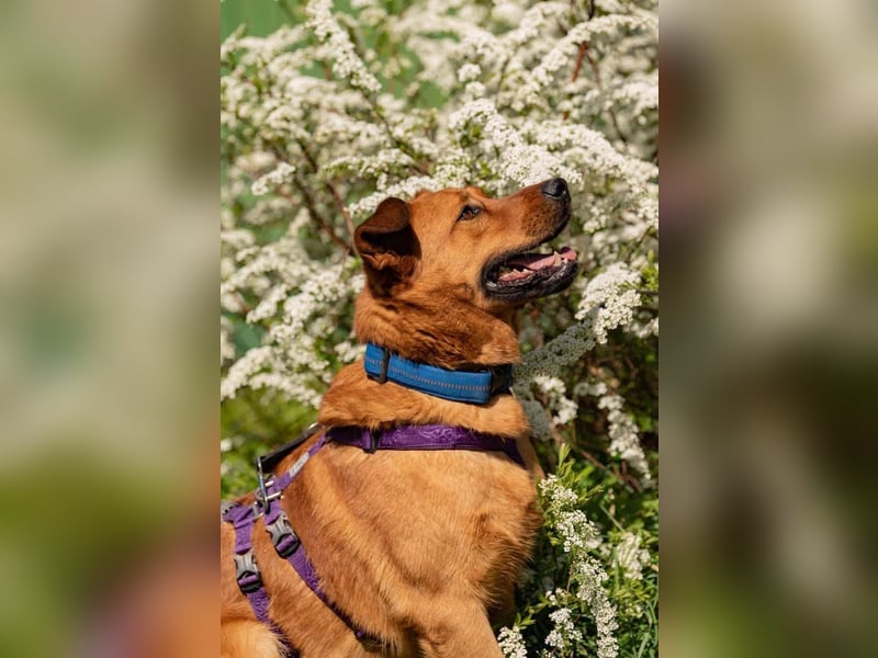 Wunderbarer Mandarin sucht warmes Körbchen