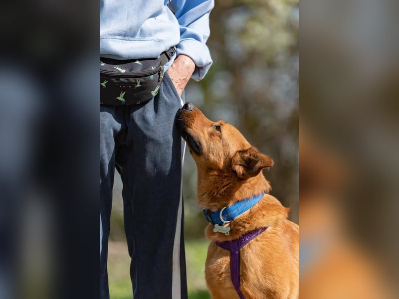 Wunderbarer Mandarin sucht warmes Körbchen
