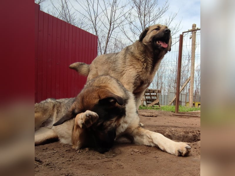 Raik, 4 jähriger Rüde, ca. 60-65 cm, freundlich, verträglich, manchmal etwas zurückhaltend, neugieri