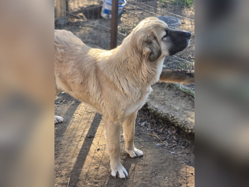 Nala, Hündin, *ca. 15.03.2021, groß, menschenbezogen, treu, klug, aktiv