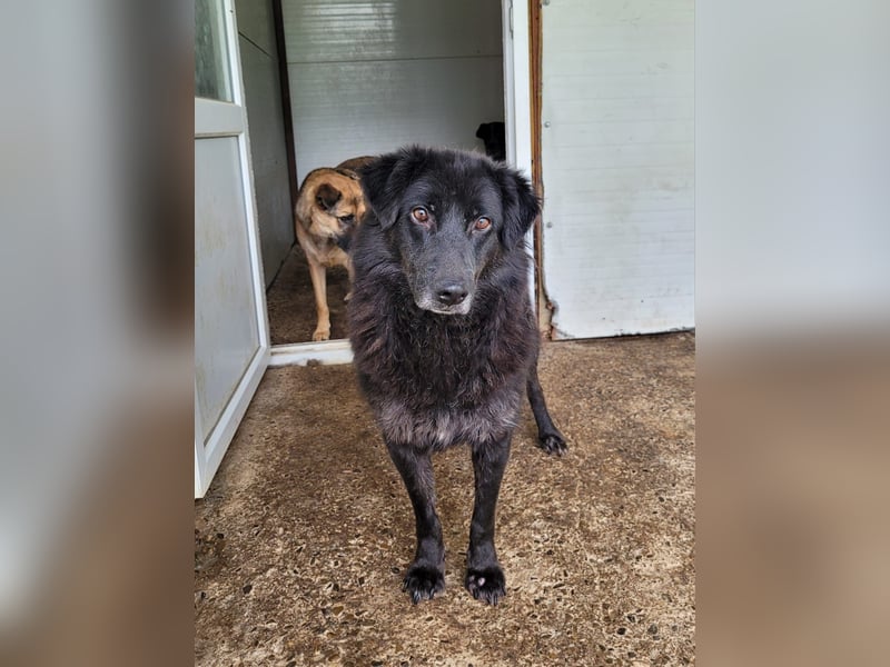 Minu, Hündin, *ca. 10.12.2020, ca. mittelgroß bis groß, zurückhaltend, sozial, feinfühlig