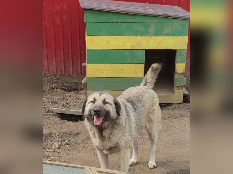 Raik, 4 jähriger Rüde, ca. 60-65 cm, freundlich, verträglich, manchmal etwas zurückhaltend, neugieri