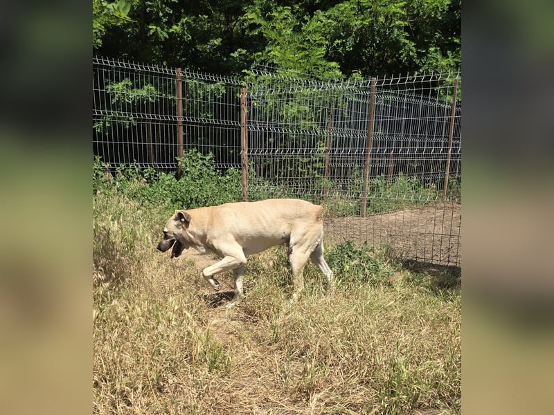 Life (geb. ca. 26.01.2018, SH ca. mittelgroß-groß, sehr gelehrig, feinfühlig, braucht klare Kommuni