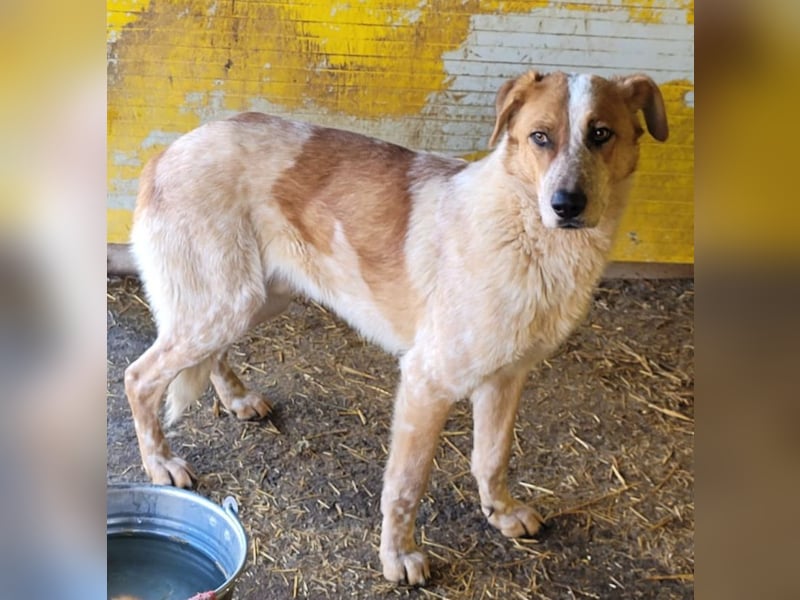 Gerry, Rüde, *ca. 27.07.2024, SH groß, ängstlich, unsicher, ruhig, neugierig