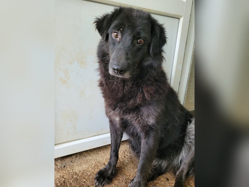 Minu, Hündin, *ca. 10.12.2020, ca. mittelgroß bis groß, zurückhaltend, sozial, feinfühlig