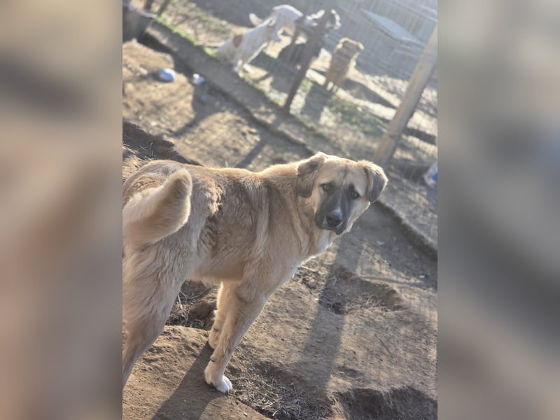 Nala, Hündin, *ca. 15.03.2021, groß, menschenbezogen, treu, klug, aktiv