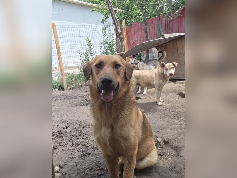 Gero, Rüden, *ca. 27.02.2022, SH groß, im ersten Moment unsicher, verschmust, freundlich, sozial