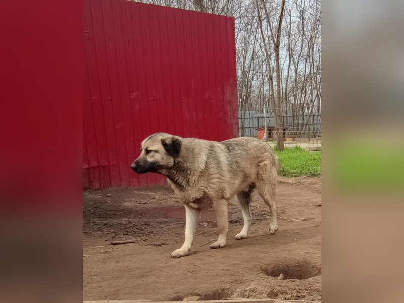 Raik, 4 jähriger Rüde, ca. 60-65 cm, freundlich, verträglich, manchmal etwas zurückhaltend, neugieri
