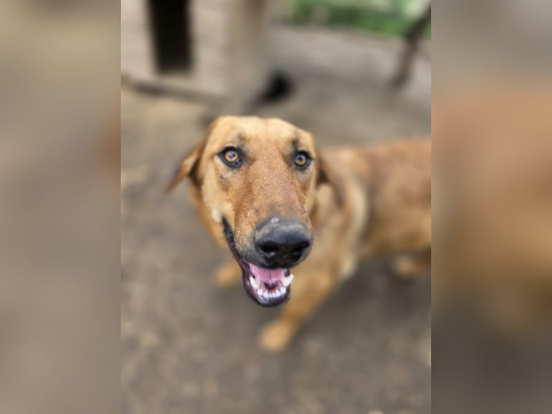 Gero, Rüden, *ca. 27.02.2022, SH groß, im ersten Moment unsicher, verschmust, freundlich, sozial