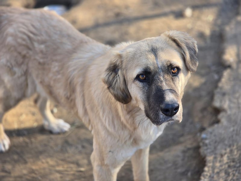 Nala, Hündin, *ca. 15.03.2021, groß, menschenbezogen, treu, klug, aktiv