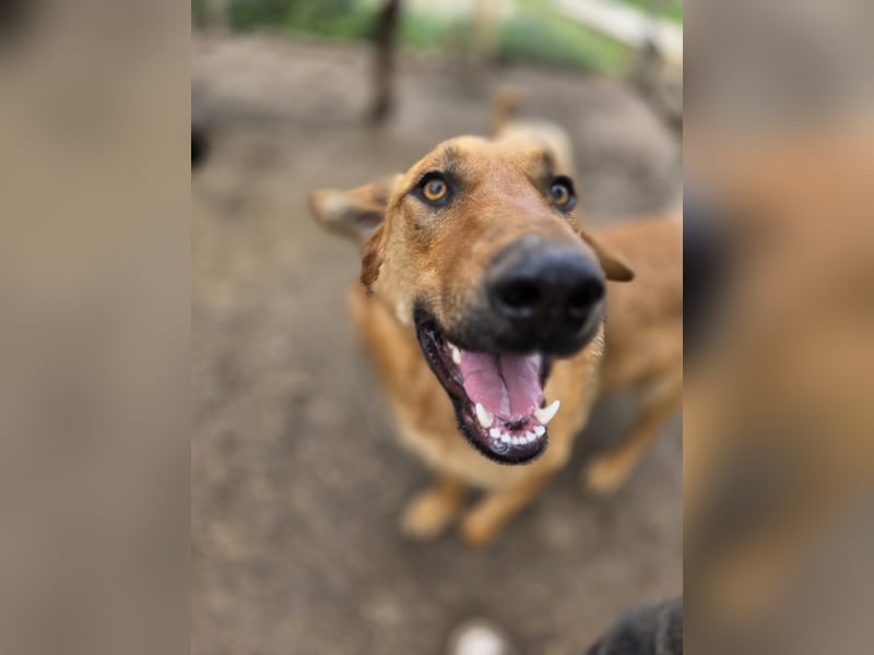 Gero, Rüden, *ca. 27.02.2022, SH groß, im ersten Moment unsicher, verschmust, freundlich, sozial