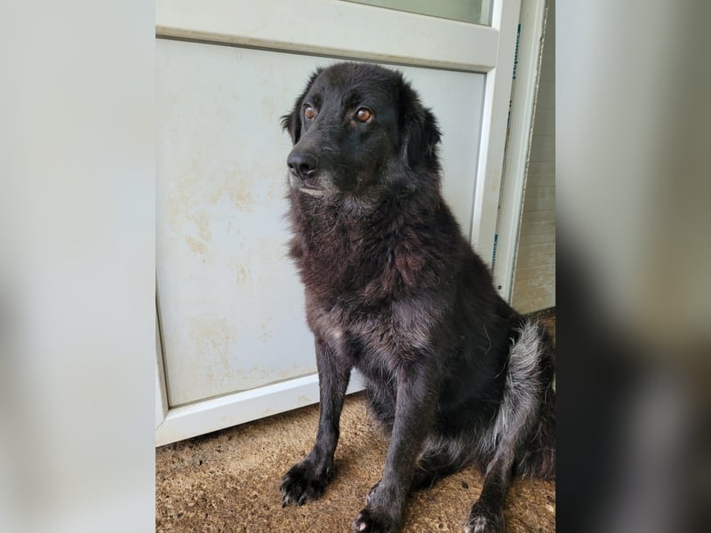 Minu, Hündin, *ca. 10.12.2020, ca. mittelgroß bis groß, zurückhaltend, sozial, feinfühlig