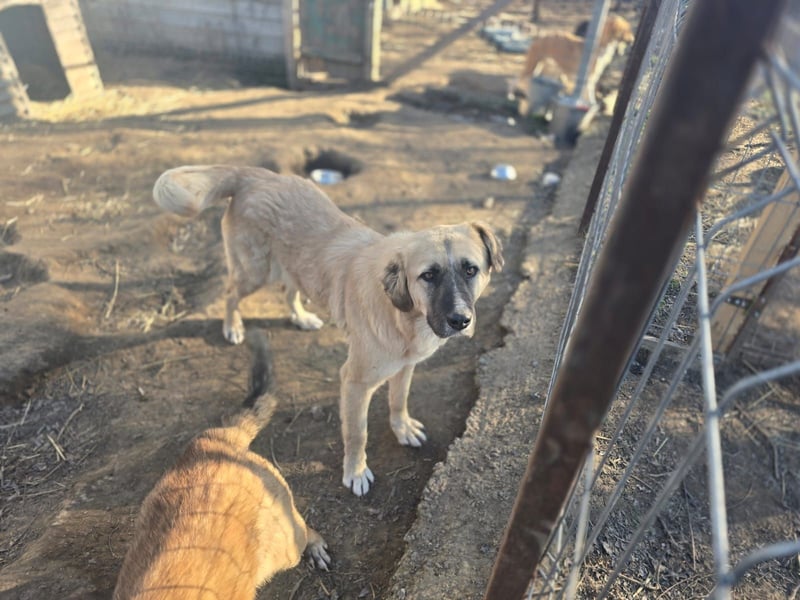 Nala, Hündin, *ca. 15.03.2021, groß, menschenbezogen, treu, klug, aktiv