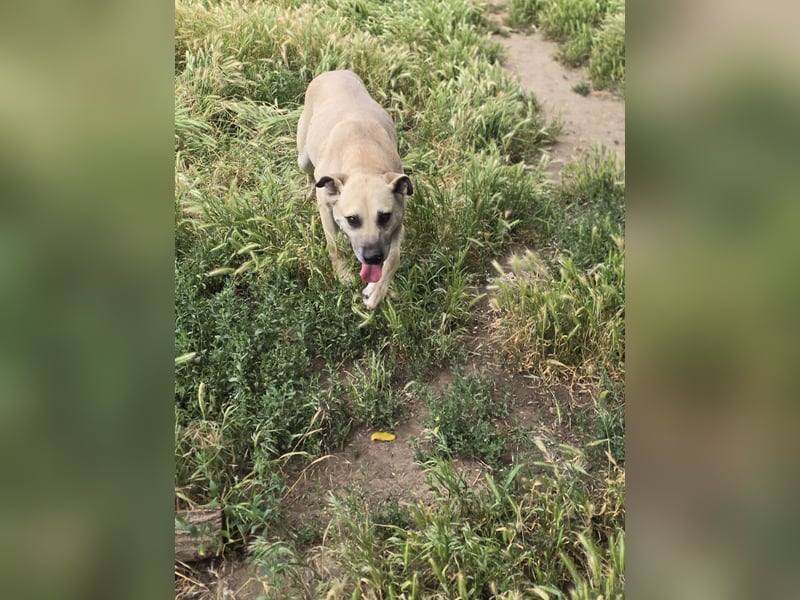 Life (geb. ca. 26.01.2018, SH ca. mittelgroß-groß, sehr gelehrig, feinfühlig, braucht klare Kommuni