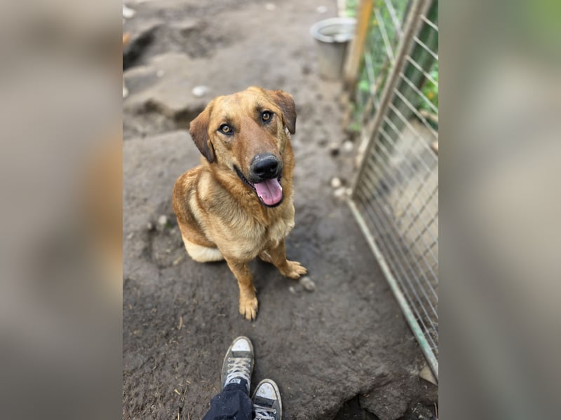 Gero, Rüden, *ca. 27.02.2022, SH groß, im ersten Moment unsicher, verschmust, freundlich, sozial