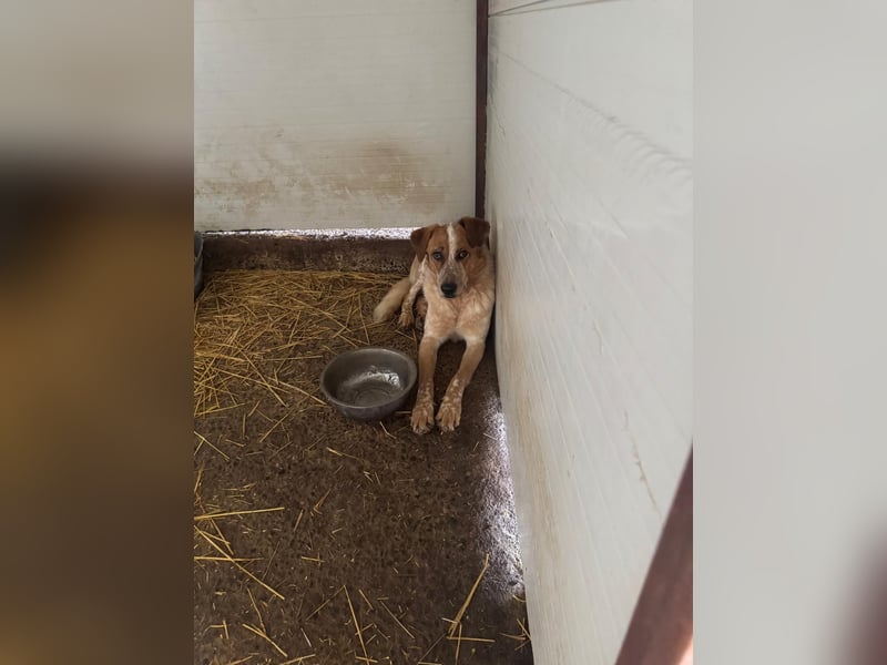 Gerry, Rüde, *ca. 27.07.2024, SH groß, ängstlich, unsicher, ruhig, neugierig