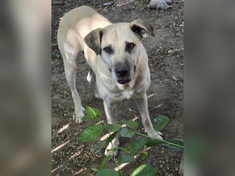 Life (geb. ca. 26.01.2018, SH ca. mittelgroß-groß, sehr gelehrig, feinfühlig, braucht klare Kommuni