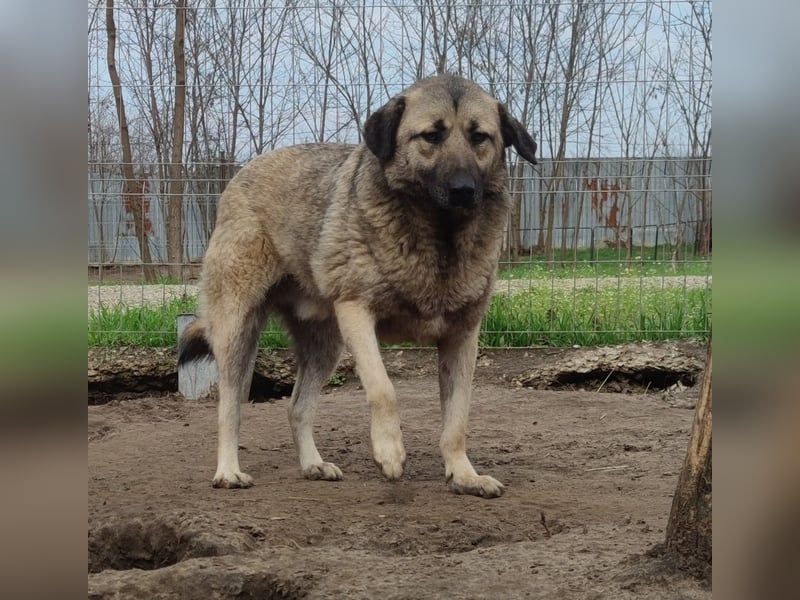 Raik, 4 jähriger Rüde, ca. 60-65 cm, freundlich, verträglich, manchmal etwas zurückhaltend, neugieri