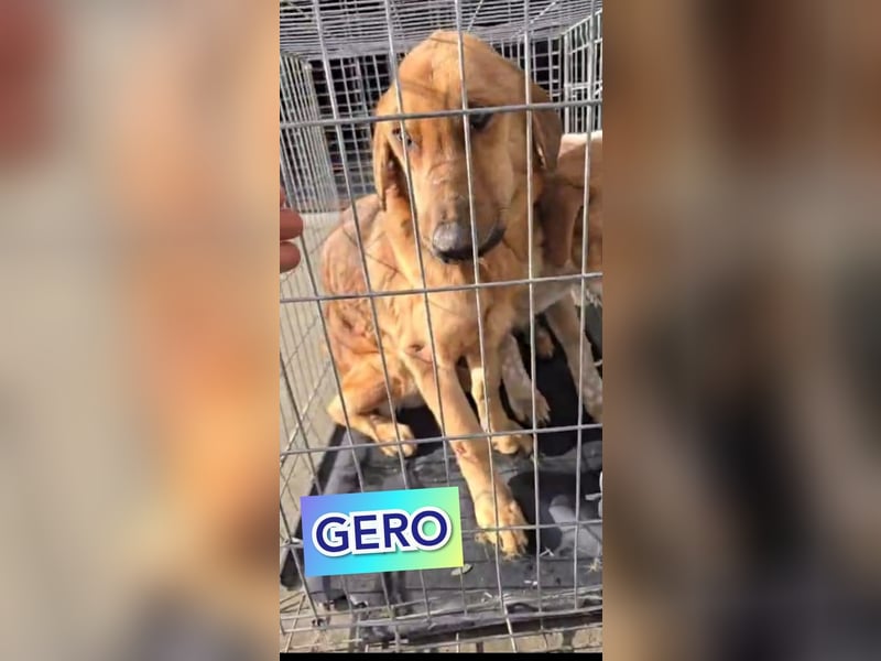 Gero, Rüden, *ca. 27.02.2022, SH groß, im ersten Moment unsicher, verschmust, freundlich, sozial