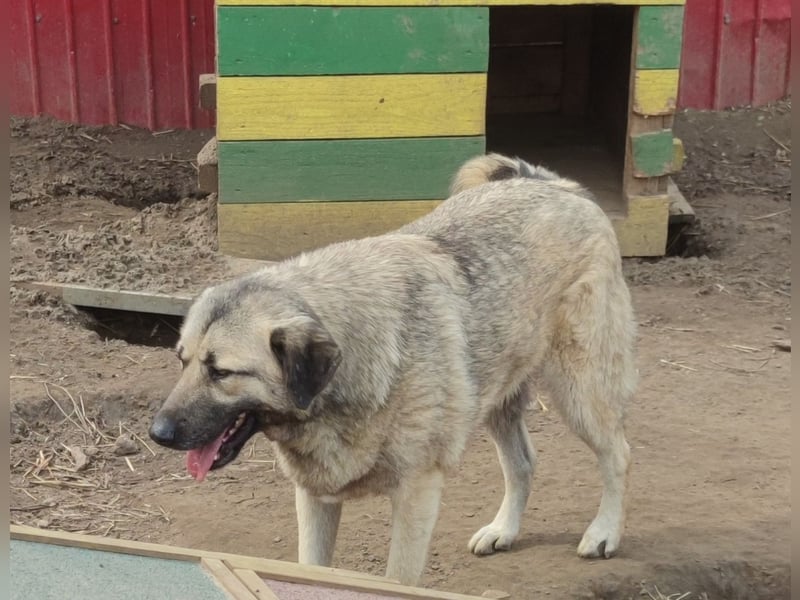 Raik, 4 jähriger Rüde, ca. 60-65 cm, freundlich, verträglich, manchmal etwas zurückhaltend, neugieri