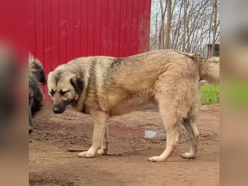 Raik, 4 jähriger Rüde, ca. 60-65 cm, freundlich, verträglich, manchmal etwas zurückhaltend, neugieri