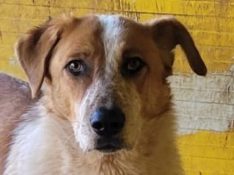 Gerry, Rüde, *ca. 27.07.2024, SH groß, ängstlich, unsicher, ruhig, neugierig