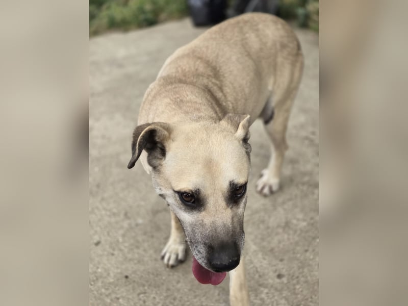 Life (geb. ca. 26.01.2018, SH ca. mittelgroß-groß, sehr gelehrig, feinfühlig, braucht klare Kommuni