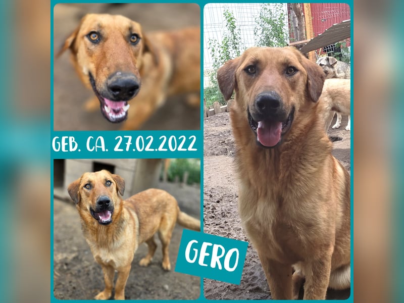 Gero, Rüden, *ca. 27.02.2022, SH groß, im ersten Moment unsicher, verschmust, freundlich, sozial