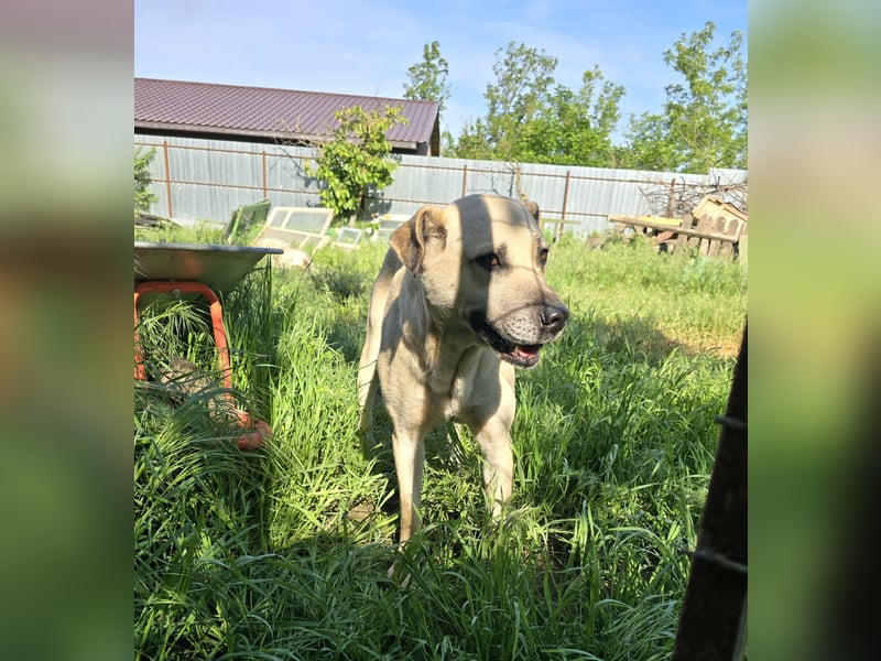 Life (geb. ca. 26.01.2018, SH ca. mittelgroß-groß, sehr gelehrig, feinfühlig, braucht klare Kommuni