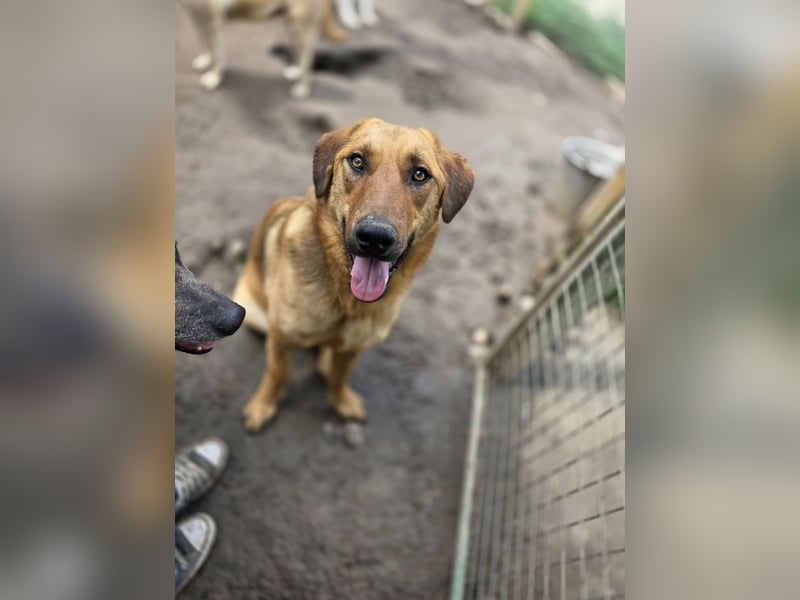 Gero, Rüden, *ca. 27.02.2022, SH groß, im ersten Moment unsicher, verschmust, freundlich, sozial