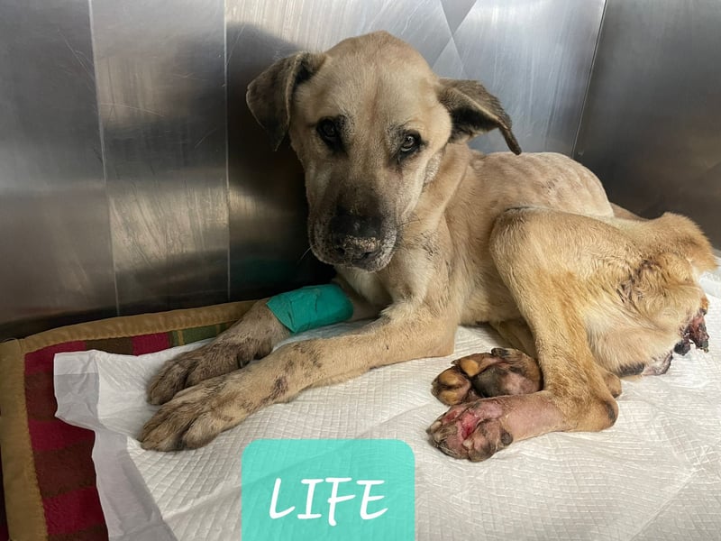 Life (geb. ca. 26.01.2018, SH ca. mittelgroß-groß, sehr gelehrig, feinfühlig, braucht klare Kommuni