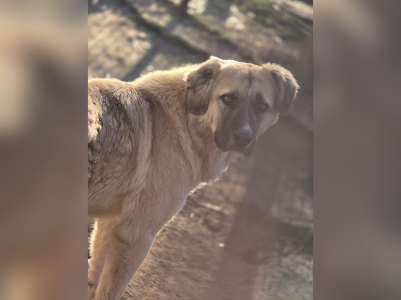 Nala, Hündin, *ca. 15.03.2021, groß, menschenbezogen, treu, klug, aktiv