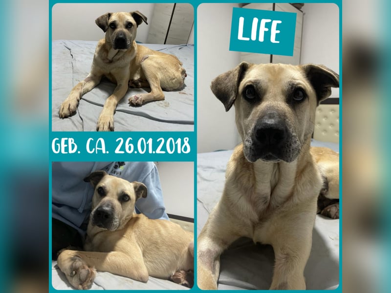 Life (geb. ca. 26.01.2018, SH ca. mittelgroß-groß, sehr gelehrig, feinfühlig, braucht klare Kommuni
