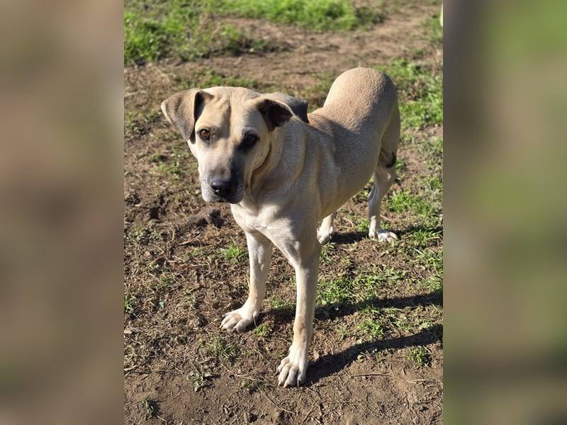 Life (geb. ca. 26.01.2018, SH ca. mittelgroß-groß, sehr gelehrig, feinfühlig, braucht klare Kommuni