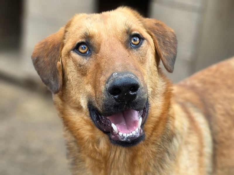 Gero, Rüden, *ca. 27.02.2022, SH groß, im ersten Moment unsicher, verschmust, freundlich, sozial