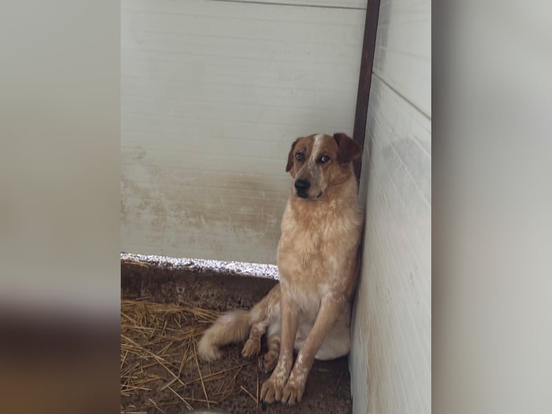 Gerry, Rüde, *ca. 27.07.2024, SH groß, ängstlich, unsicher, ruhig, neugierig