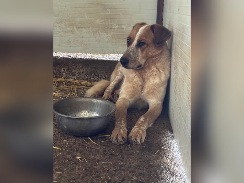 Gerry, Rüde, *ca. 27.07.2024, SH groß, ängstlich, unsicher, ruhig, neugierig