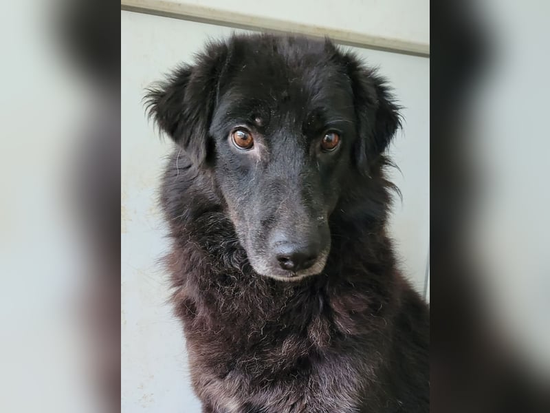 Minu, Hündin, *ca. 10.12.2020, ca. mittelgroß bis groß, zurückhaltend, sozial, feinfühlig