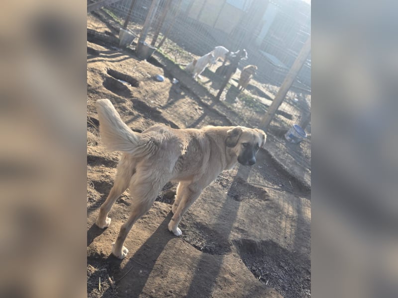 Nala, Hündin, *ca. 15.03.2021, groß, menschenbezogen, treu, klug, aktiv