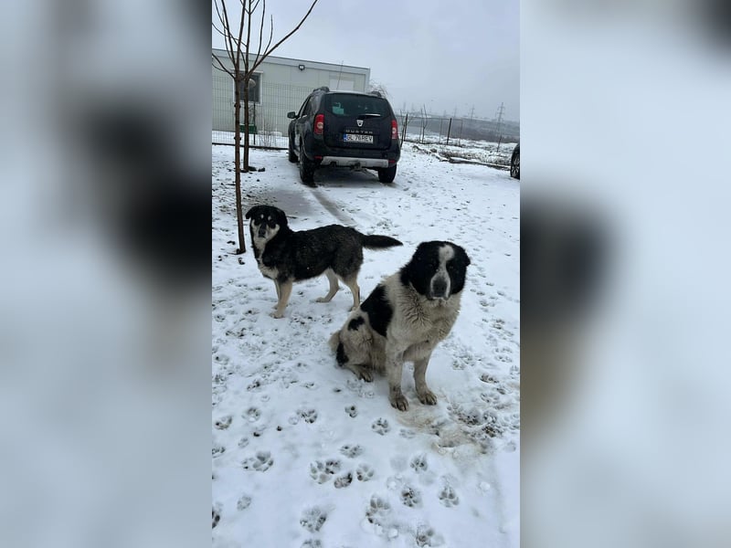 Karl Heinz von kettenlos