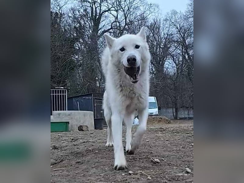 Kenai von kettenlos